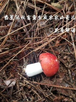 当星际社畜重生成农家小哥儿在线阅读